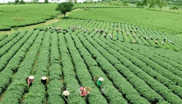 Experts Call for Financing, Technology, and Mechanization to Boost Nigeria’s Agriculture