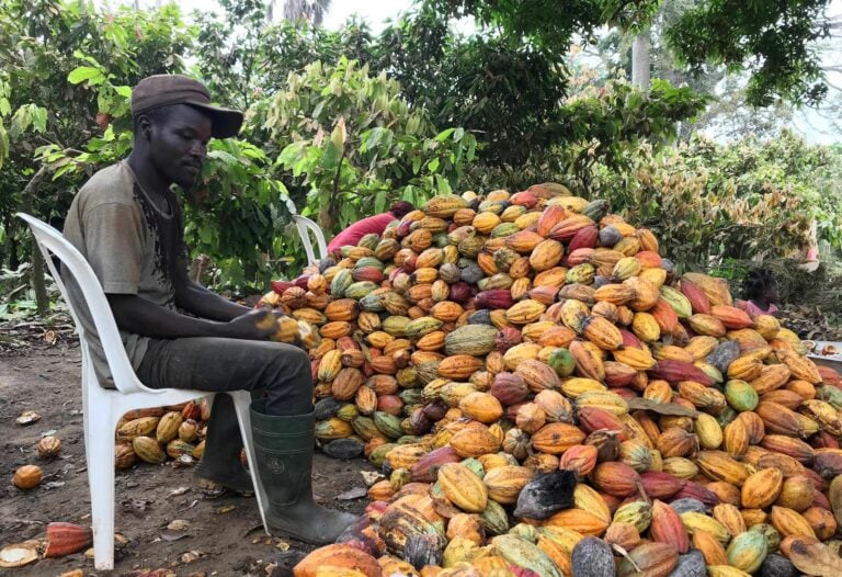Cameroon Cocoa Production Falls 20% as Exports and Earnings Slide